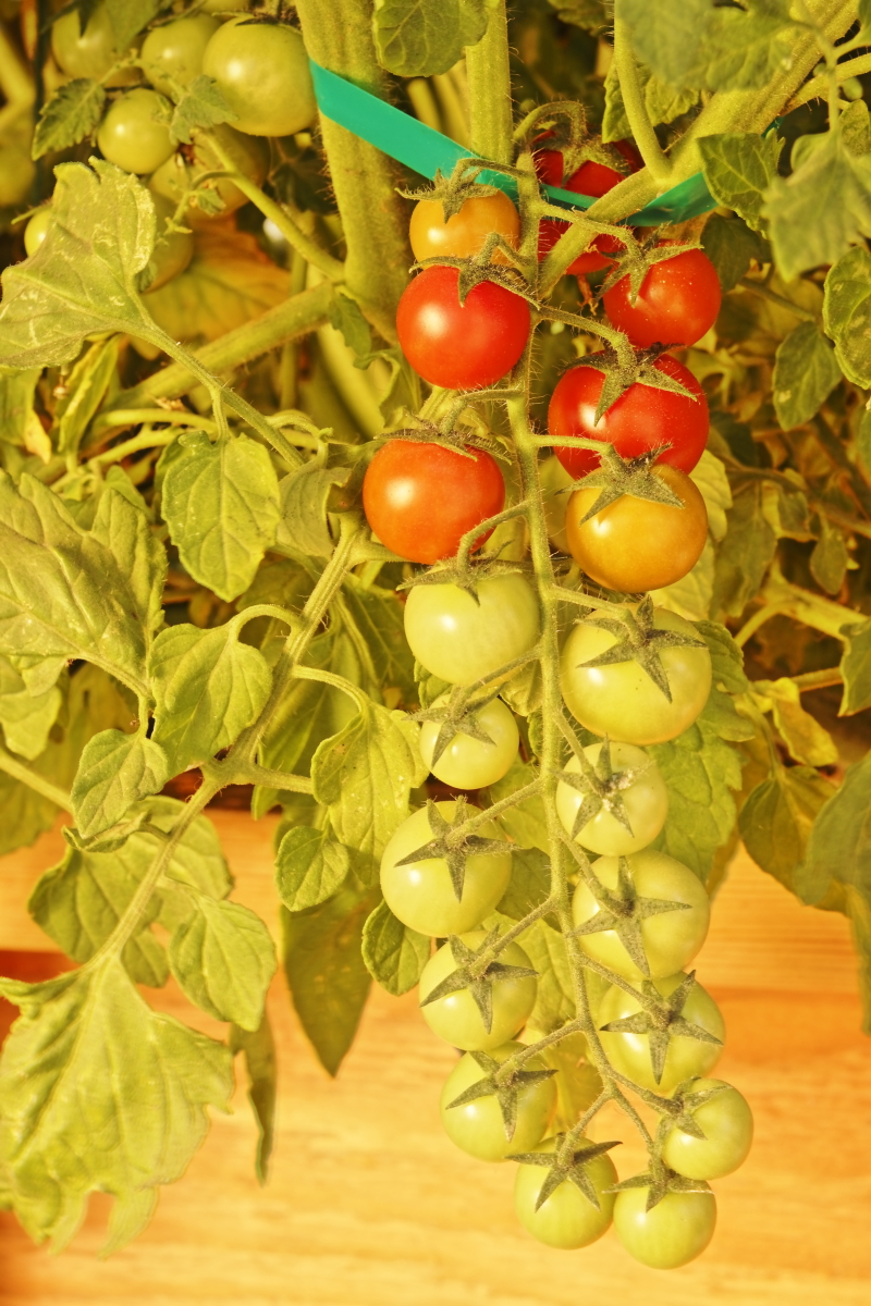 A bract of cherry tomatoes similar to varieties grown in Dutch greenhouses