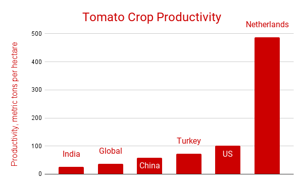 a bar chart comparing the tomato crop productivity for the leading nations in overall production, the global average, and the productivity for the netherlands